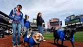 Perrito se roba el show al comer Hot Dogs en el Citi Field - El Diario NY
