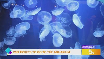 Sponsored: Enjoy your experience at the St. Louis Aquarium