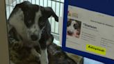 Nearly 200 pets adopted, fostered from AAC over weekend, but capacity issues persist