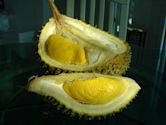 Musang King