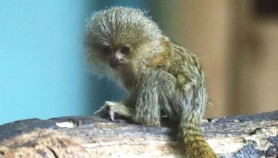 One of the world's smallest monkeys born at zoo