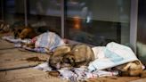 Turquía examina ley para controlar perros callejeros matando a los enfermos o con ‘comportamiento negativo’