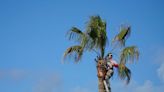 How Much Does Palm Tree Removal Cost?