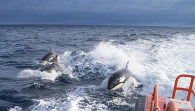 El Gobierno español pide "extremar precauciones" en el Golfo de Cádiz por la presencia de orcas