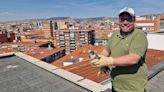 Liberados dos pollos de halcón peregrino que cayeron del nido