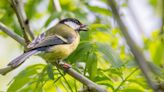 Wild birds 'remember' where and when they find food