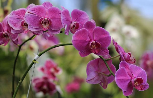 Orchids bloom like crazy when giving them one kitchen scrap a week