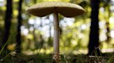 Midwest sees surge in calls to poison control centers amid bumper crop of wild mushrooms