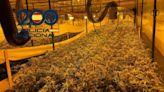 Cuatro detenidos por cultivar más de 5.600 plantas de marihuana en una nave de Alcalá de Guadaíra