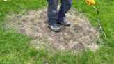 I had a huge bald spot on my lawn - it was a sign of a dangerous problem