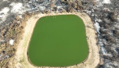 Devastation as world’s biggest wetland burns: ‘those that cannot run don’t stand a chance’