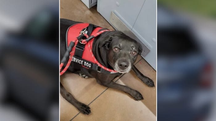 ‘Bring Thor back:’ Service dog missing after SUV stolen at hotel near SeaWorld