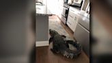 Woman surprised to find nearly 8-foot alligator in her kitchen