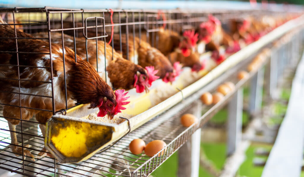 Bird flu strikes flock of 4.2 million chickens in Iowa’s Sioux County