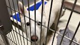 Proposed animal shelter bill SB 1459 under scrutiny