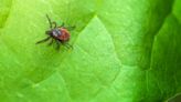 Why are there ticks in my yard? 4 reasons these pests are on your property