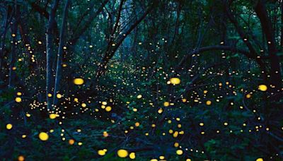 Pre-monsoon beauty: Ready to watch fireflies shimmer at night?