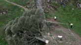 Iconic Tree From ‘Robin Hood: Prince of Thieves’ Illegally Chopped Down, 16-Year-Old Arrested For Criminal Damage