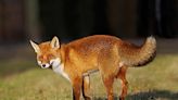 Wild Fox In Town Of Bethel Tests Positive For Rabies