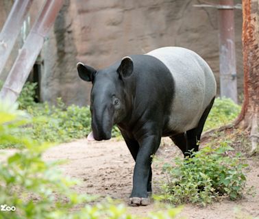 世界貘日 台北動物園準備迎接新寶貝 | 蕃新聞