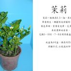 心栽花坊-茉莉花/茉莉/5吋/觀花植物/綠籬植物/香花植物/售價150特價120