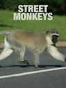 Street Monkeys