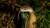 Wyoming locals terrified after massive king cobras on the loose