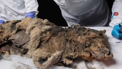 Un loup de 44 000 ans sort du permafrost en Sibérie !