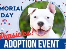 Find a furever family member this Memorial Day at Lake County’s ‘Pupsicles’ adoption event