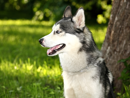 Siberian Husky's 'Final Sign-Off' on Walgreen's Intercom Is So Bittersweet