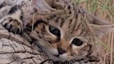 Meet Meg: A cute but dangerous cat at San Diego Zoo Safari Park