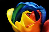 Rainbow rose