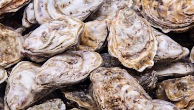 Biological Beacons: How Oyster Sanctuaries Are Guiding Ecological Restoration in Chesapeake Bay