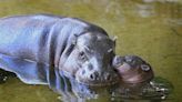 Zoológico en República Checa presenta a cría de hipopótamo pigmeo | FOTOS