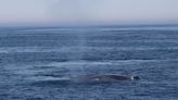 Largest creature in the world is seen off Massachusetts coast