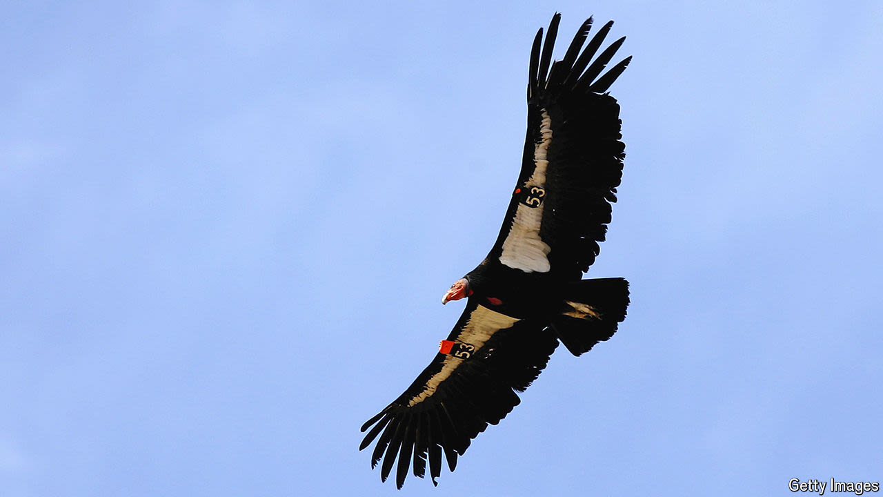 The unsteady comeback of the California condor