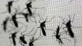 Una ciudad brasileña inicia la primera vacunación masiva contra el dengue