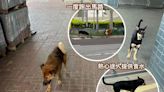 中環碼頭兩狗徘徊 疑長洲狗主遺棄 - 香港動物報 Hong Kong Animal Post