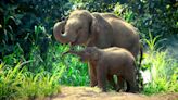 Elephant Calves Have Been Found Buried – What Does That Mean?