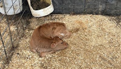 CBS13 names new heifer as Hart to Hart Farm recovers from storm damage