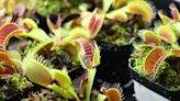 How to Successfully Grow a Venus Flytrap From Seed