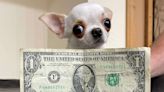 Tiny Chihuahua About the Size of a Dollar Bill Rightly Earns Record for World's Shortest Dog
