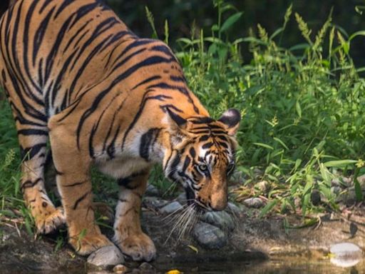 MP: Forest department says ‘only 1 tiger missing’ not 2 from VRD reserve