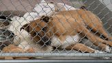 Florida Shelter Dog with Severe Kennel Stress Is So Heartbreaking to See