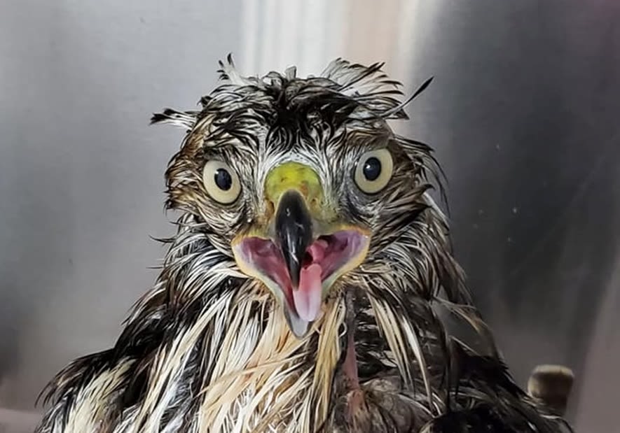 Pennsylvania Game Warden rescues Red-Tailed hawk from manure pit
