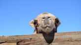 That’s not my name: confusing wild and Bactrian camels ‘masks extinction risk’