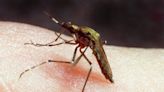 Mosquitoes test positive for EEE in Tiverton and Coventry. What to know.