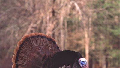 Missouri hunters harvest more than 47,000 turkeys in spring season, among recent best