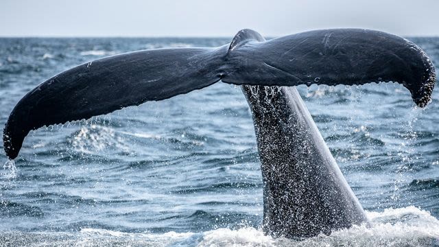 Bowhead Whales Can Be "Acoustically Connected" Over Long Distances