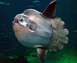 Ocean sunfish